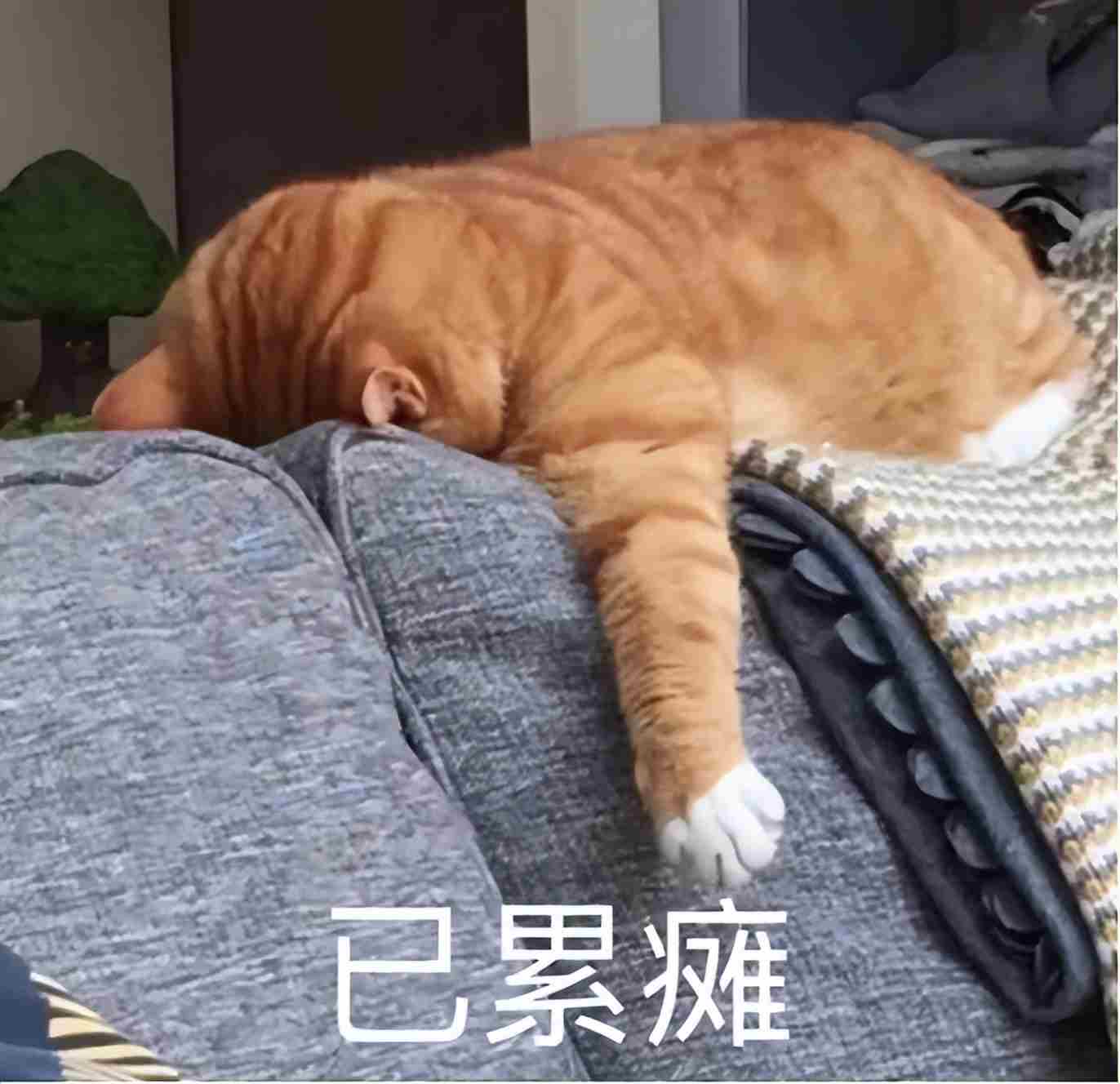 哈佛女生AI电商创业，19岁华人，刚获投百万美元