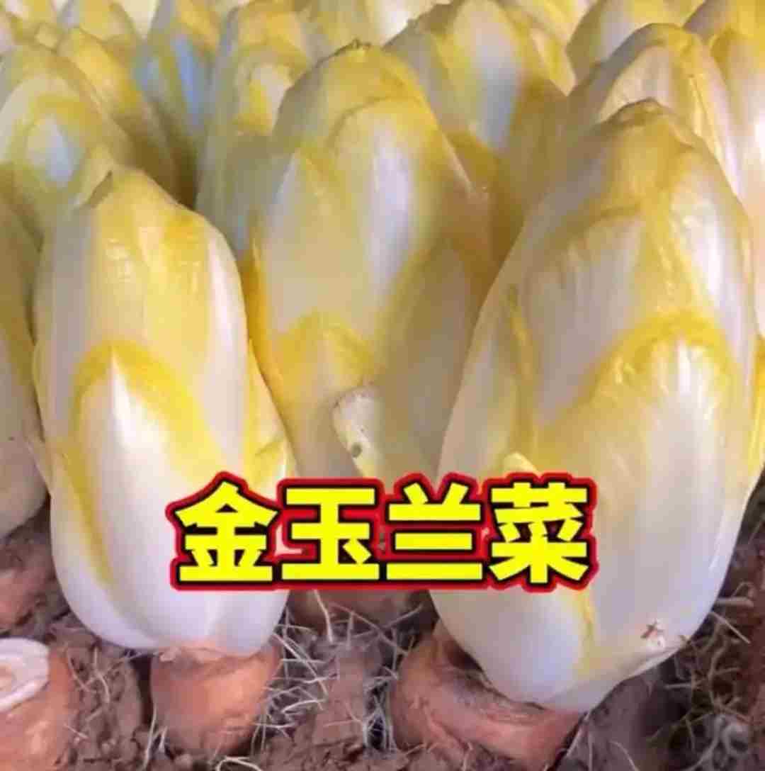 农村人没钱没技术，该如何创业？来试试这些项目吧！