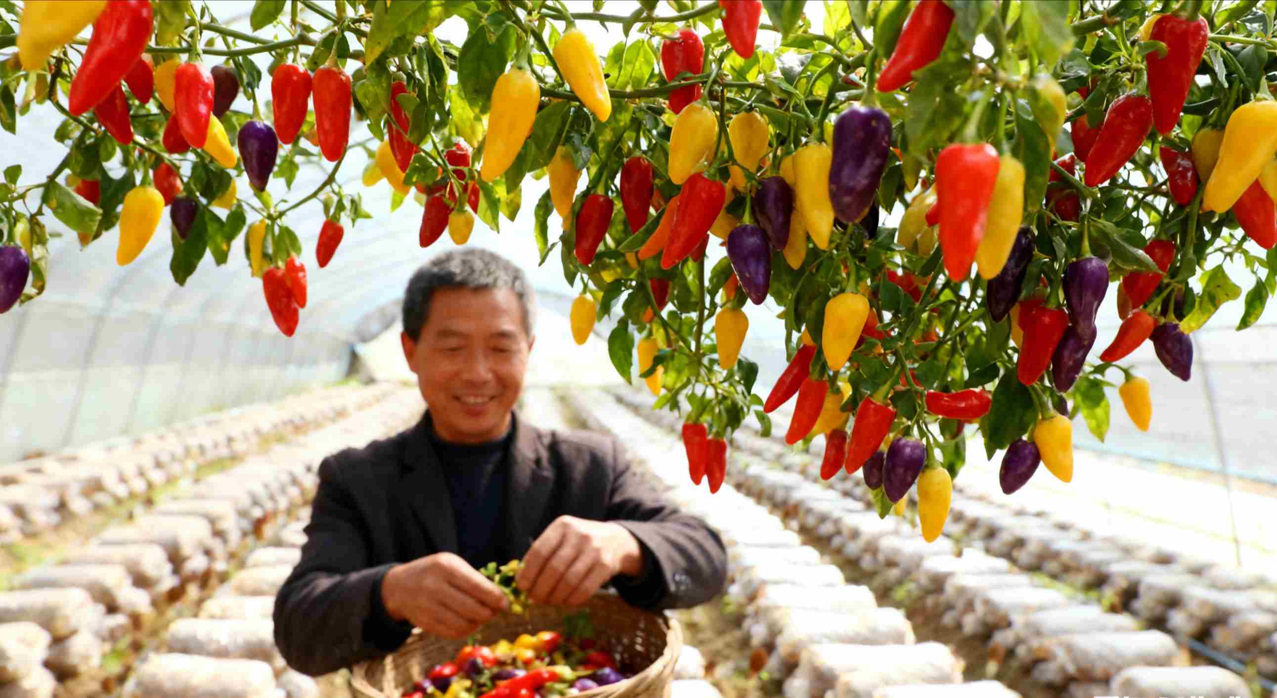 返乡创业别盲目！这4个特色种植项目，亩利润超2万，附技术要点