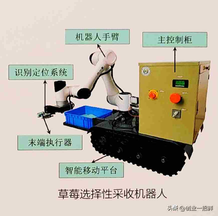 致富机械创业项目大全：正是因为选择困难，草莓西兰花才特别赚钱