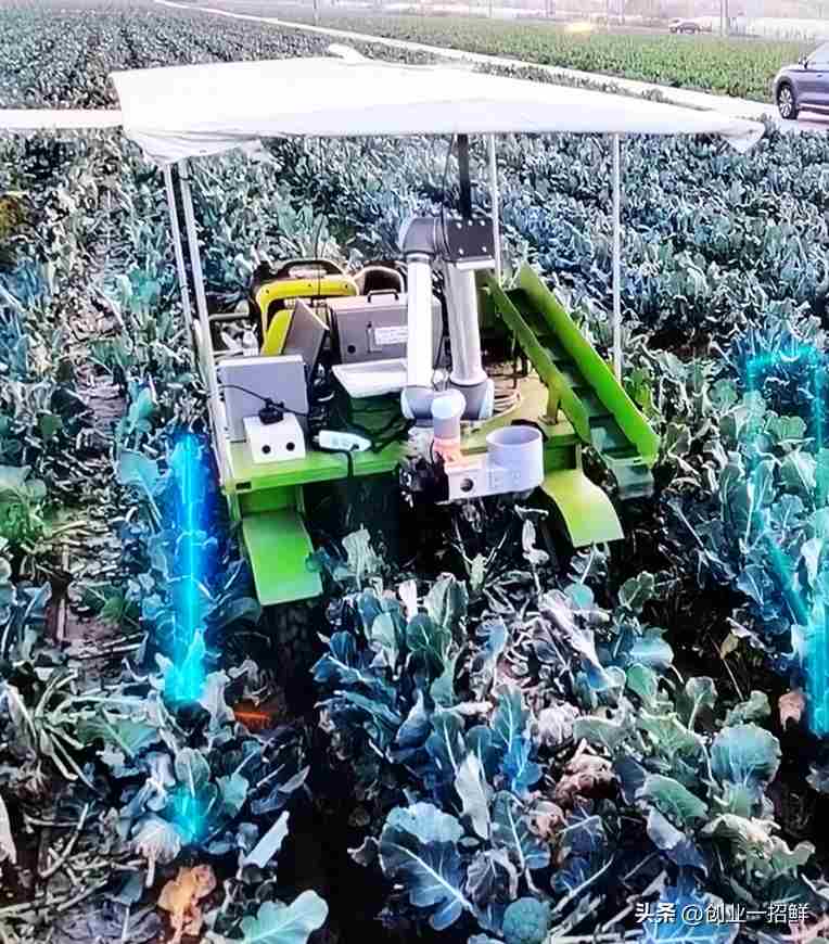 致富机械创业项目大全：正是因为选择困难，草莓西兰花才特别赚钱