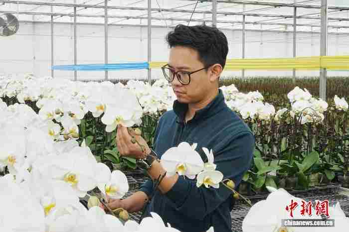 台青云南创业记：咖啡、鲜花、旅居中的两岸发展协奏曲