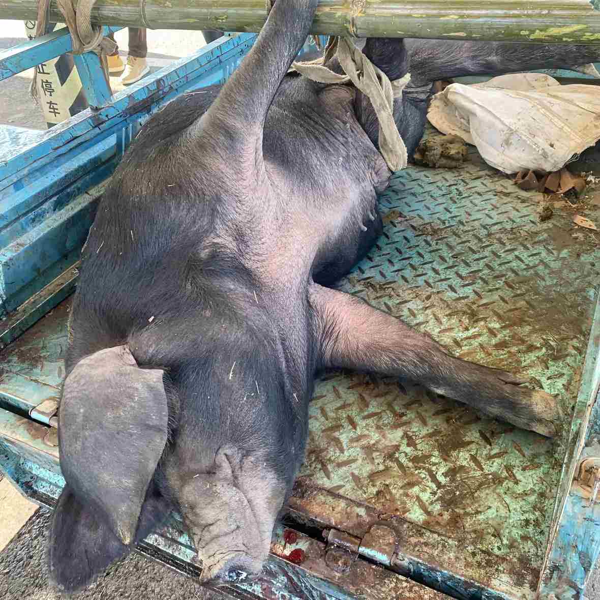 零技术、低风险！创业选这个猪毛项目，3步落地，月赚数万很轻松