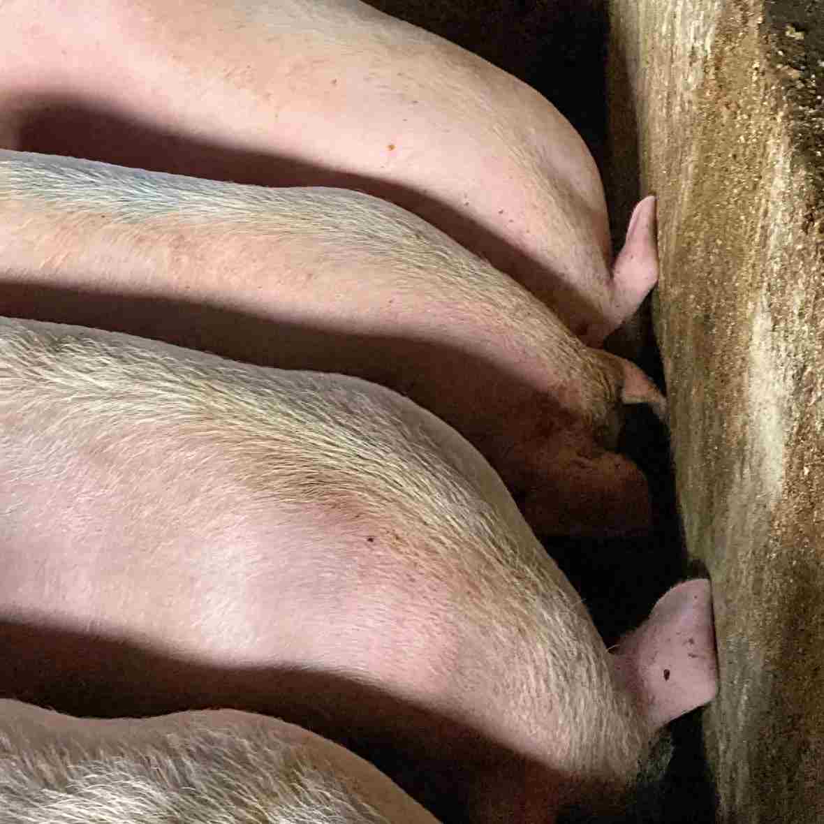 零技术、低风险！创业选这个猪毛项目，3步落地，月赚数万很轻松