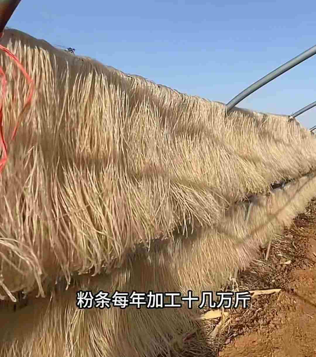 河南69岁“红薯奶奶”轮椅上创业30余年，一年收益200多万，每年发出的工人工资至少60万