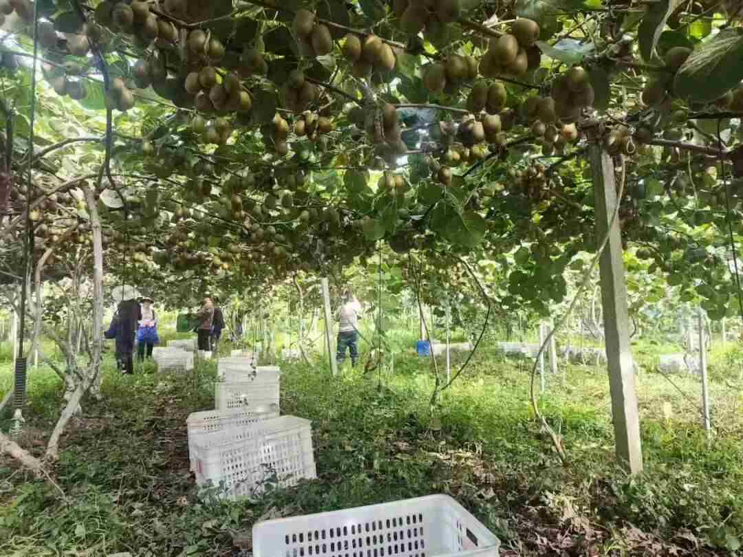 80亩果园年入百万，技术却免费分享！这对“学霸”夫妻的创业路为何不一样丨家国情·奋斗正当时
