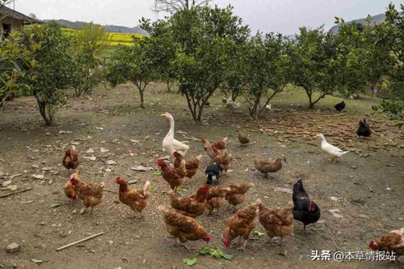 农村创业新风口！5个低门槛高回报项目等你来掘金-中创网,冒泡网,福缘网创业项目大全-创安网