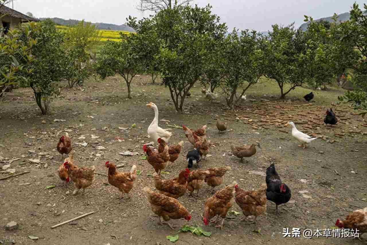 农村创业新风口！5个低门槛高回报项目等你来掘金