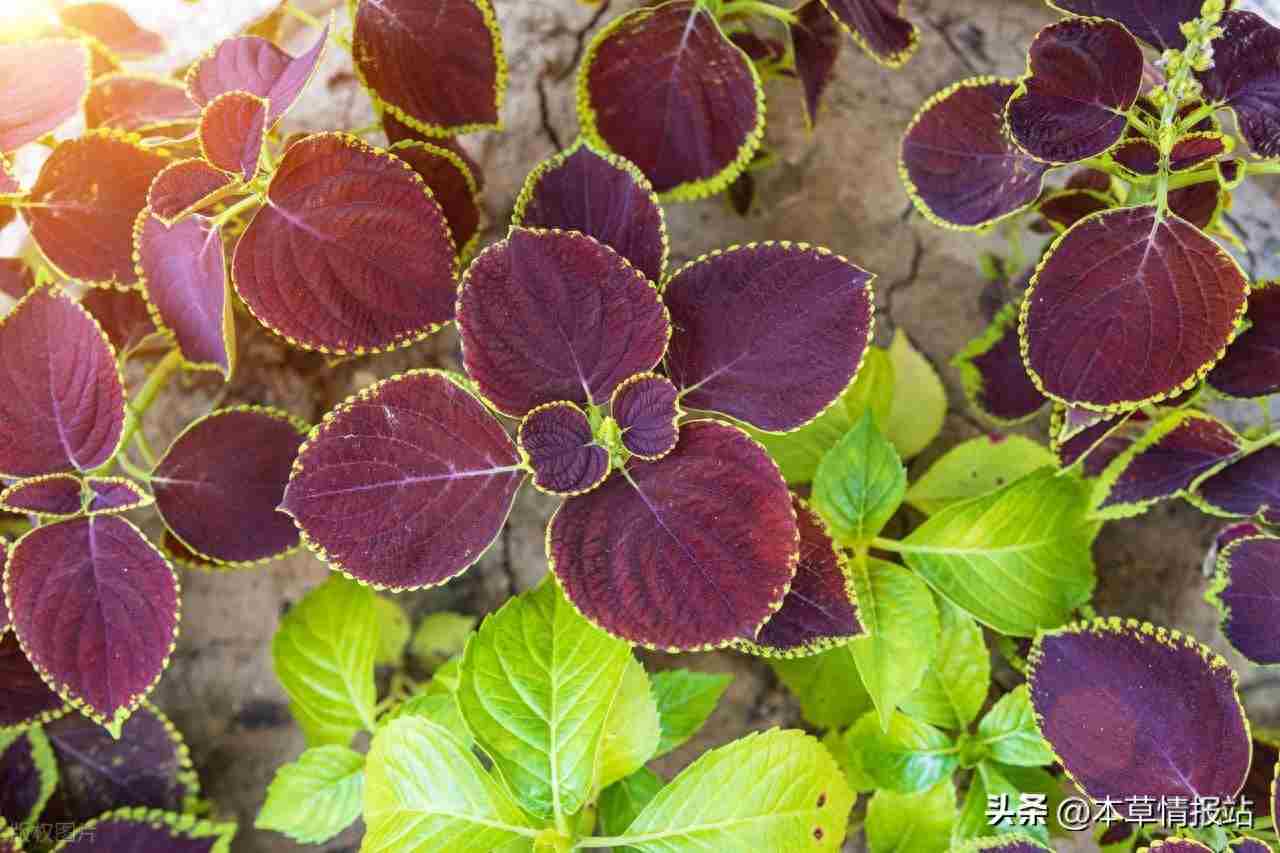 农村创业指南：20个低风险高回报的种植与养殖项目全解析
